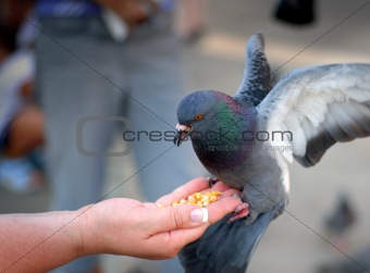 Pigeon Feeding and Balancing on Woman's Hand, St. Mark's Square