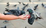Pigeons Feeding and Balancing on Woman's Hand, St. Mark's Square