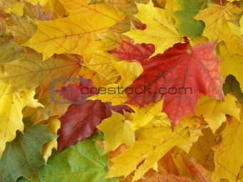 autumnal leaves 5