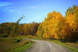 Dirt Road, Autumn Foliage and Blue Sky