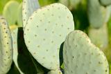 Luther Burbank’s spineless cactus