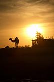 Camel in Egypt