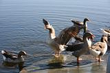 Geese in water
