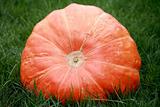 Huge Pumpkin