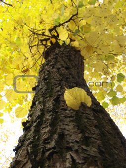 autumnal tree 1