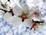 Apple Blossom