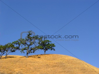 California hills and trees