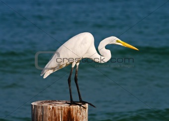Egret perched