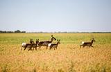 Pronghorn Antelope Family