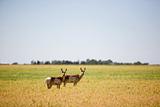 Two Prairie Antelope