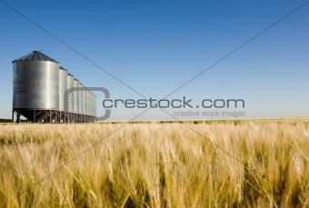 Prairie Harvest Landscape
