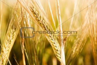 Wheat Head Detail