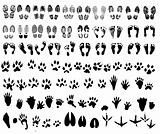 Collection of shoe print, footprint, animal and bird trails