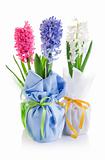 spring hyacinth flowers with green leaves in textile wrapping