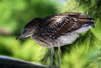 Immature striated heron in Buenos Aires Zoological Garden