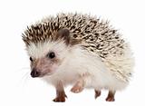 Four-toed Hedgehog, Atelerix albiventris, 2 years old, walking in front of white background