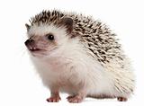Four-toed Hedgehog, Atelerix albiventris, 2 years old, in front of white background