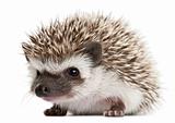 Four-toed Hedgehog, Atelerix albiventris, 3 weeks old, in front of white background