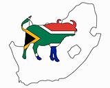 South Africa buffalo 