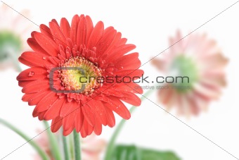 Gerbera Daisy. Focus on the first flower