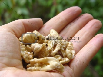 Walnuts in the palm of a womans hand