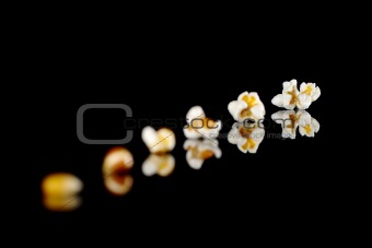 The Evolution of Popcorn
