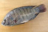 Fish Called Tilapia