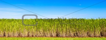 Panorama of sugar cane plantation 