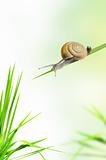snail on the fresh grass