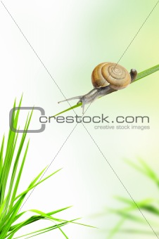 snail on the fresh grass