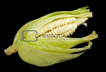 Corn Cob on Black