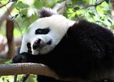 Panda, thoughtful, sad(5).jpg