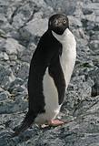 Adelie Penguin 4