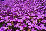 violettflower