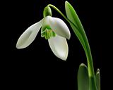 snowdrop with green leaves