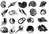 Vector illustration of different  sea  shells