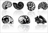 Vector illustration of different  sea  shells