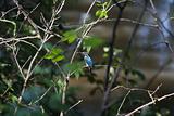 kingfisher among green branches