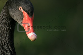Black Swan - Vancouver, Canada