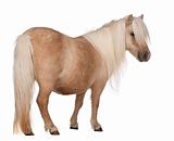 Palomino Shetland pony, Equus caballus, 3 years old, standing in front of white background