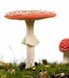 Fly agaric or fly Amanita mushrooms, Amanita muscaria, in front of white background