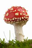 Fly agaric or fly Amanita mushroom, Amanita muscaria, in front of white background