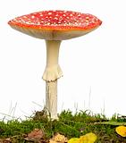Fly agaric or fly Amanita mushroom, Amanita muscaria, in front of white background