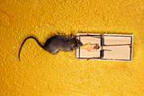 dead Mouse in cheese trap over yellow