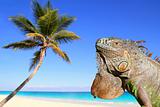 Mexican iguana in tropical Caribbean beach