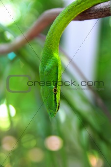 Green parrot snake Leptophis Ahaetulla
