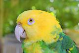 Amazon Parrot Yellow headed Oratrix