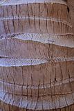 coconut palm tree trunk texture detail