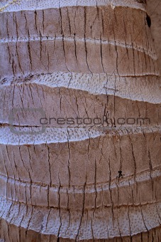 coconut palm tree trunk texture detail