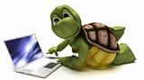 Tortoise on a laptop computer